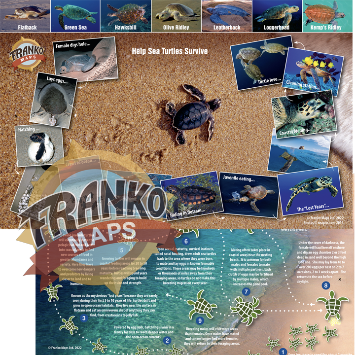 Green Sea Turtle Life Cycle Card by Franko Maps